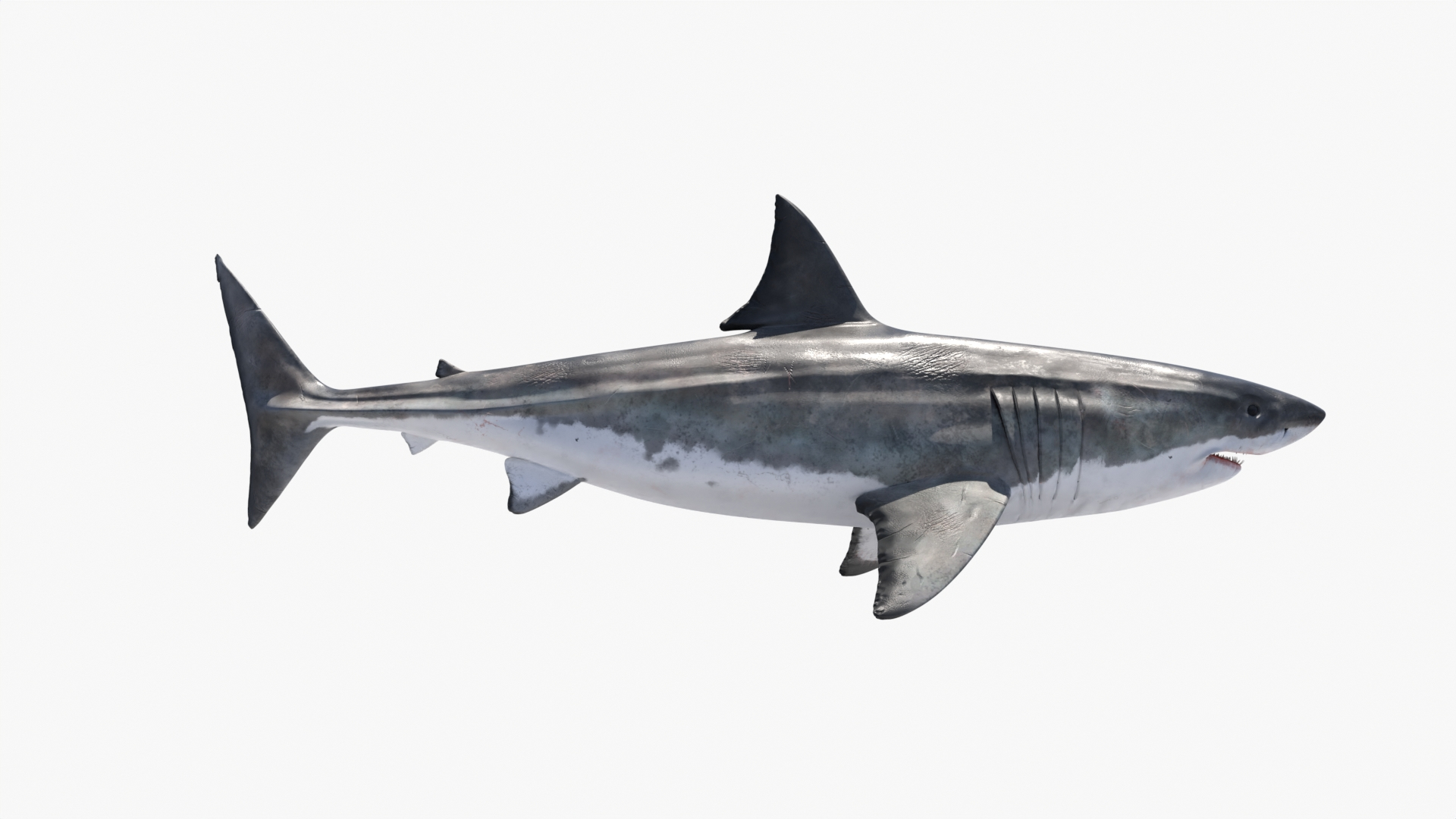 3D Great White Shark Rigged and Animation in Blender model - TurboSquid  2009398