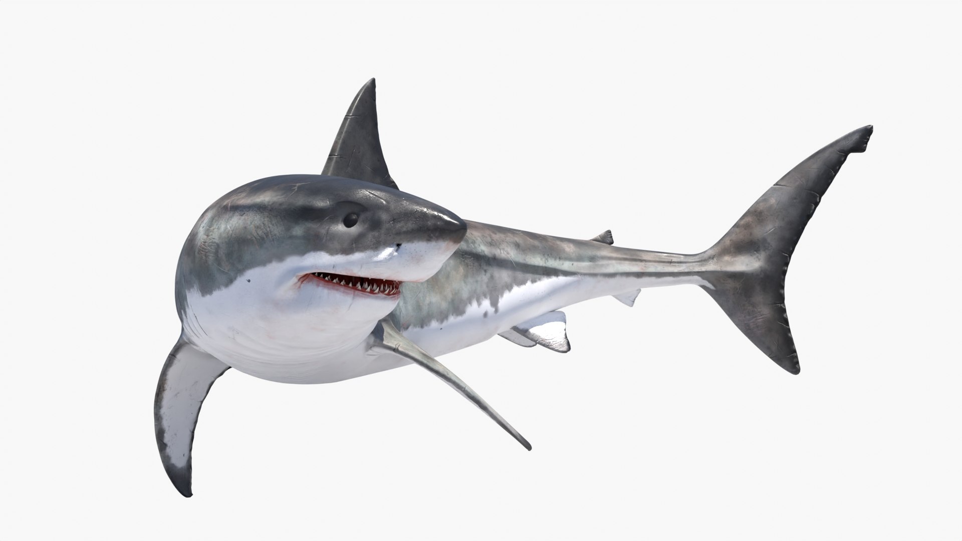 Great White Shark NO Rigged in Blender model - TurboSquid 2009438