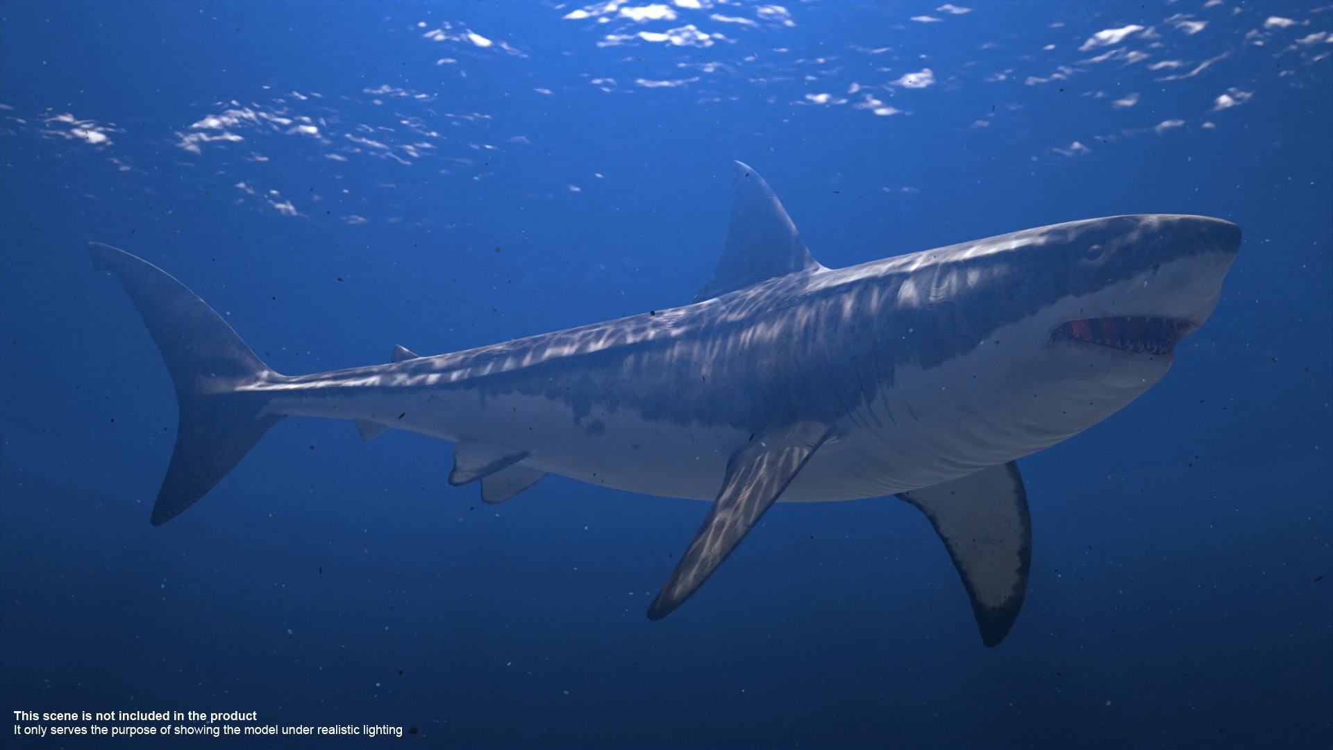 3D Great White Shark Rigged in Blender - TurboSquid 2009419