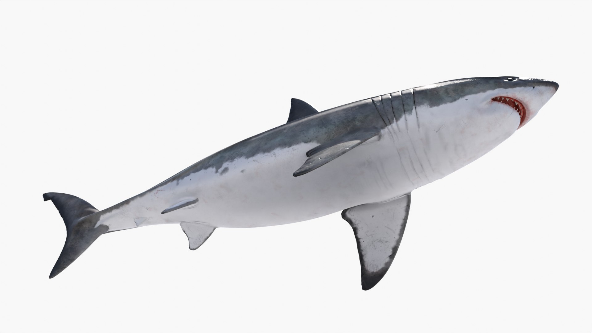 3D Great White Shark Rigged in Blender - TurboSquid 2009419