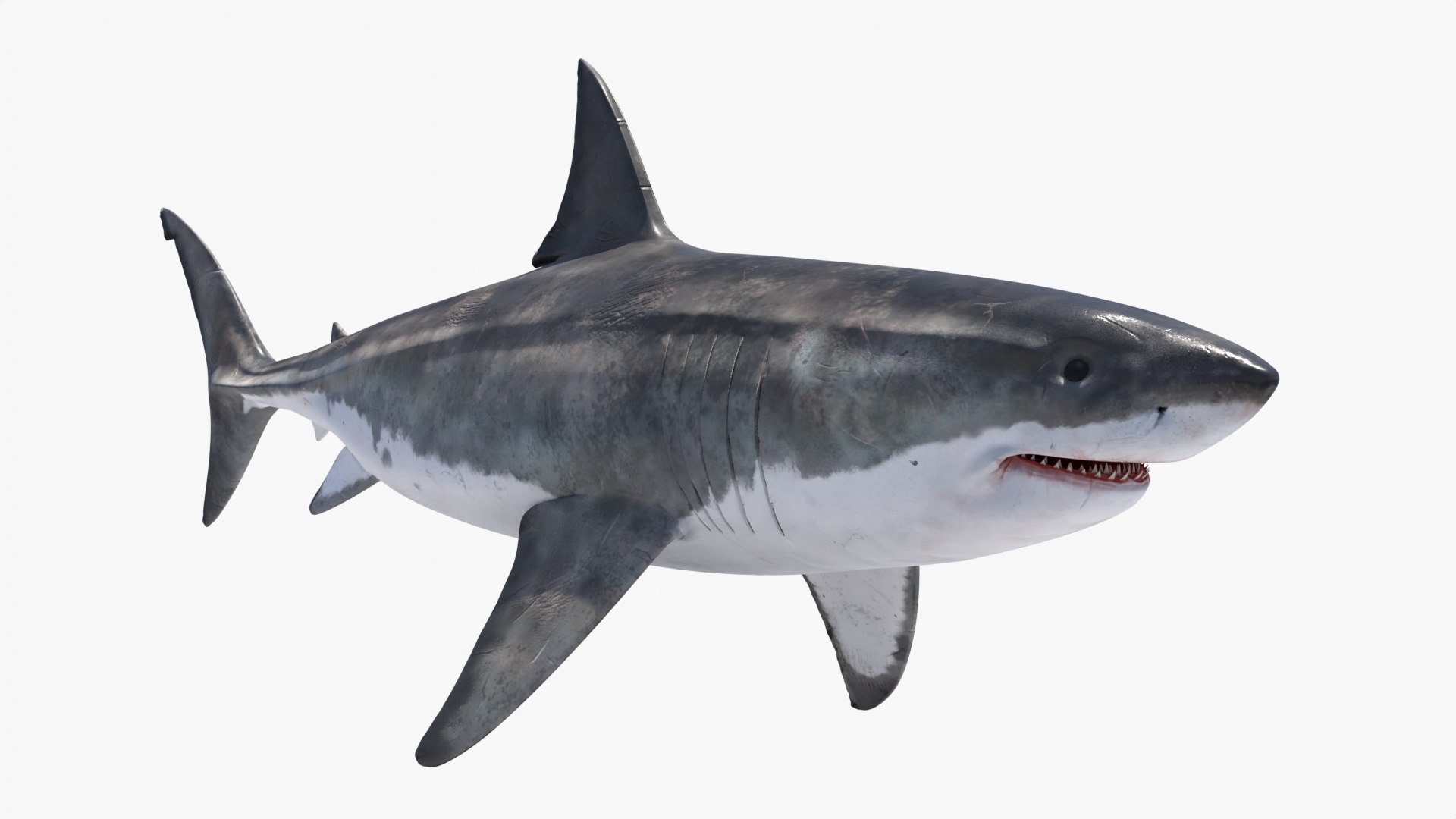 Great White Shark NO Rigged in Blender model - TurboSquid 2009438