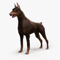Doberman (Fur)