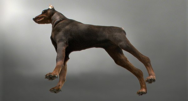 3D doberman real arnold - TurboSquid 1223089