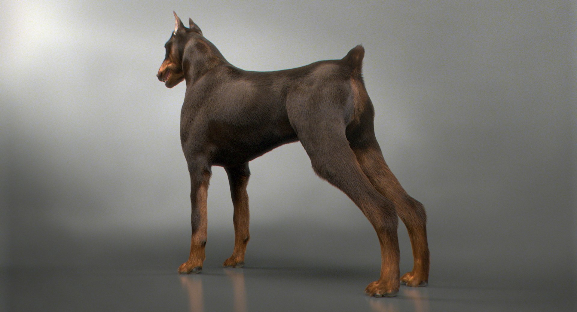 3D doberman real arnold - TurboSquid 1223089