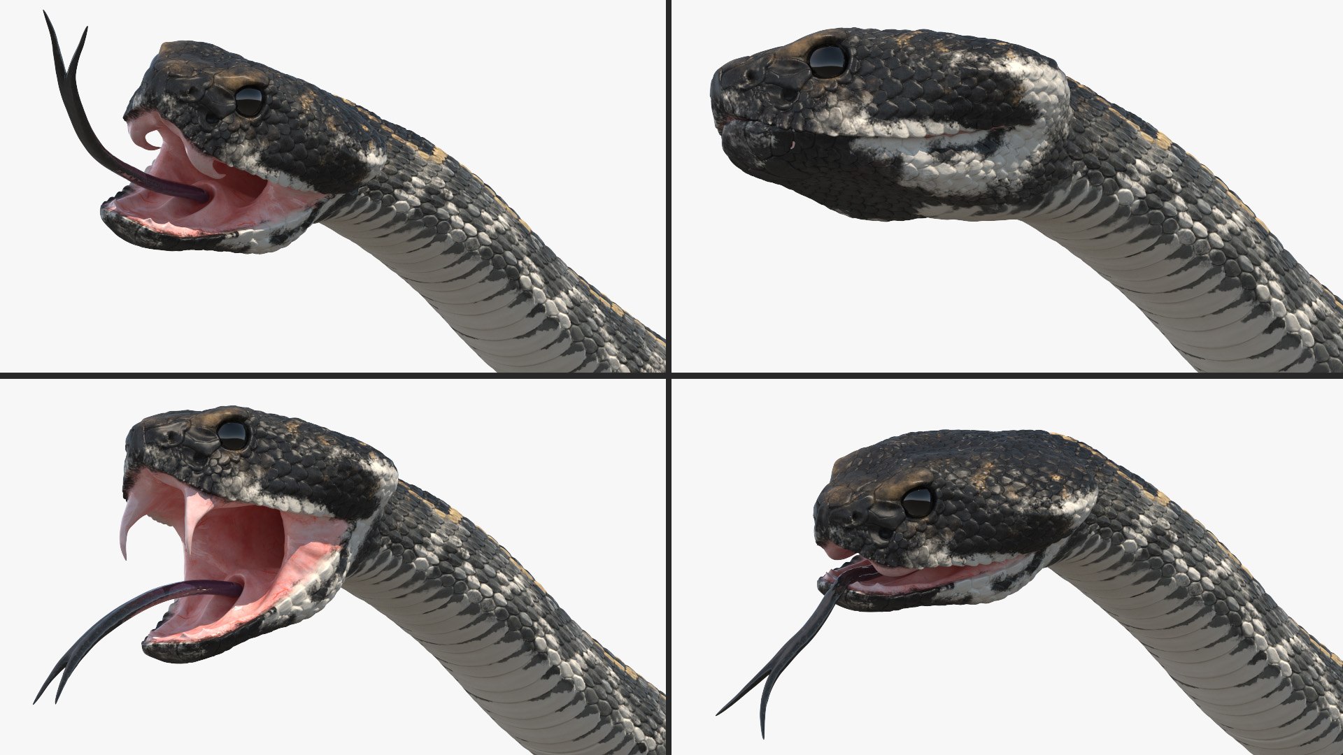 3D Rattlesnake Attack Animated Rigged model https://p.turbosquid.com/ts-thumb/U8/Wk3K5S/1q/rattlesnake_attack_animated_rigged_005/jpg/1761261292/1920x1080/fit_q87/bc6a82178159e2042908b69dde76e4f52bbb2570/rattlesnake_attack_animated_rigged_005.jpg