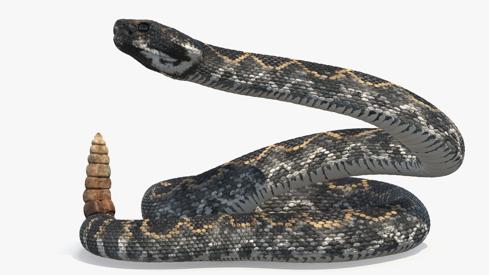 3D Rattlesnake Attack Animated Rigged model https://p.turbosquid.com/ts-thumb/U8/Wk3K5S/AB/rattlesnake_attack_animated_rigged_008/jpg/1761261301/1920x1080/fit_q87/e162d7d4ecfb6322aceeed903d796e10e8a4cdbc/rattlesnake_attack_animated_rigged_008.jpg