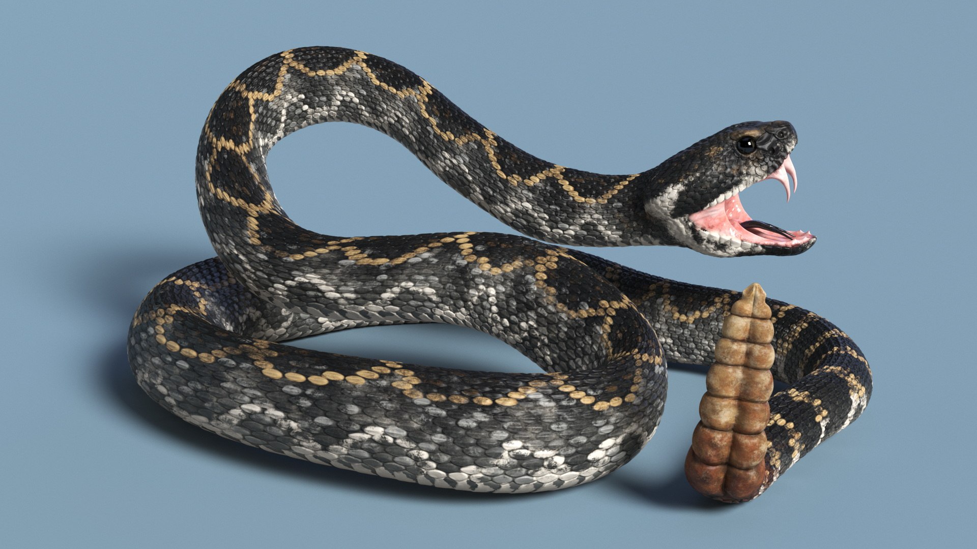 3D Rattlesnake Attack Animated Rigged model https://p.turbosquid.com/ts-thumb/U8/Wk3K5S/IX/rattlesnake_attack_animated_rigged_006/jpg/1761261295/1920x1080/fit_q87/b40bb8c473c0662205f1560213348689421141cf/rattlesnake_attack_animated_rigged_006.jpg