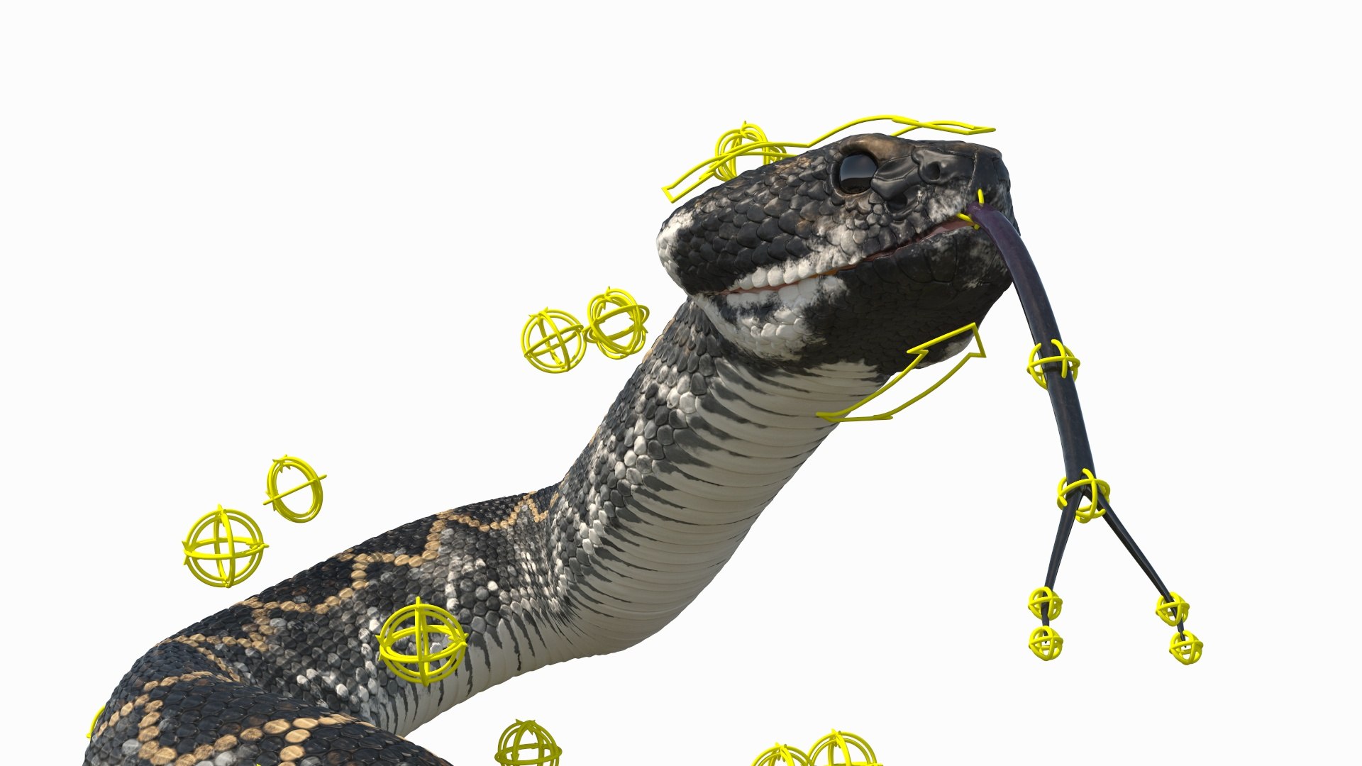 3D Rattlesnake Attack Animated Rigged model https://p.turbosquid.com/ts-thumb/U8/Wk3K5S/Kx/rattlesnake_attack_animated_rigged_004/jpg/1761261289/1920x1080/fit_q87/e42d0dfb99b76333a8672e9d880c9ac2c5bd78f7/rattlesnake_attack_animated_rigged_004.jpg