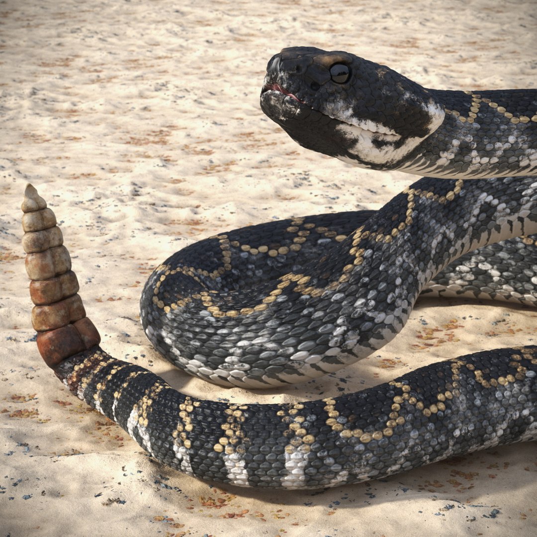 3D Rattlesnake Attack Animated Rigged model https://p.turbosquid.com/ts-thumb/U8/Wk3K5S/M1/rattlesnake_attack_animated_rigged_001/jpg/1761260951/1920x1080/fit_q87/ce7a54f869357603d0541f0d9f0fc144ad239985/rattlesnake_attack_animated_rigged_001.jpg