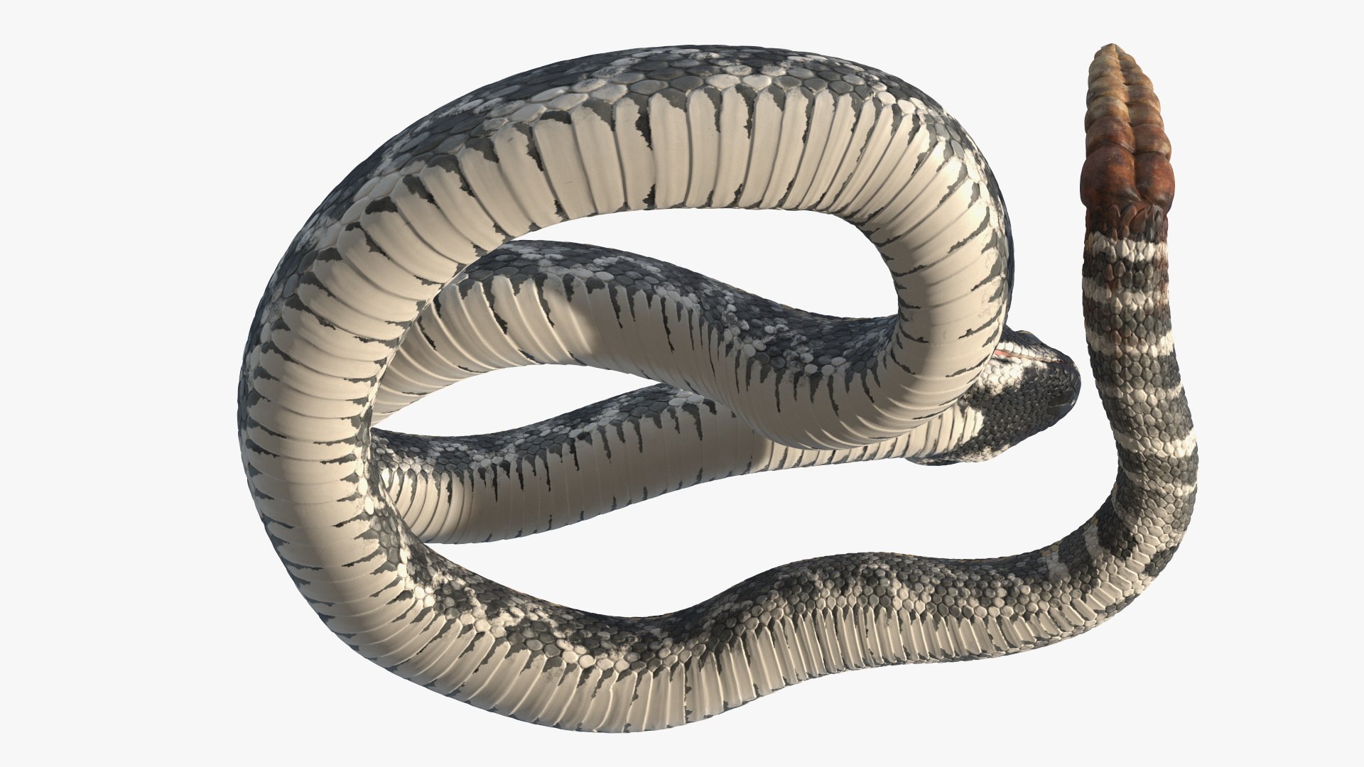 3D Rattlesnake Attack Animated Rigged model https://p.turbosquid.com/ts-thumb/U8/Wk3K5S/W7/rattlesnake_attack_animated_rigged_010/jpg/1761261307/1920x1080/fit_q87/a5533bd4204a55db3f51bd6721419bb29fafc7df/rattlesnake_attack_animated_rigged_010.jpg