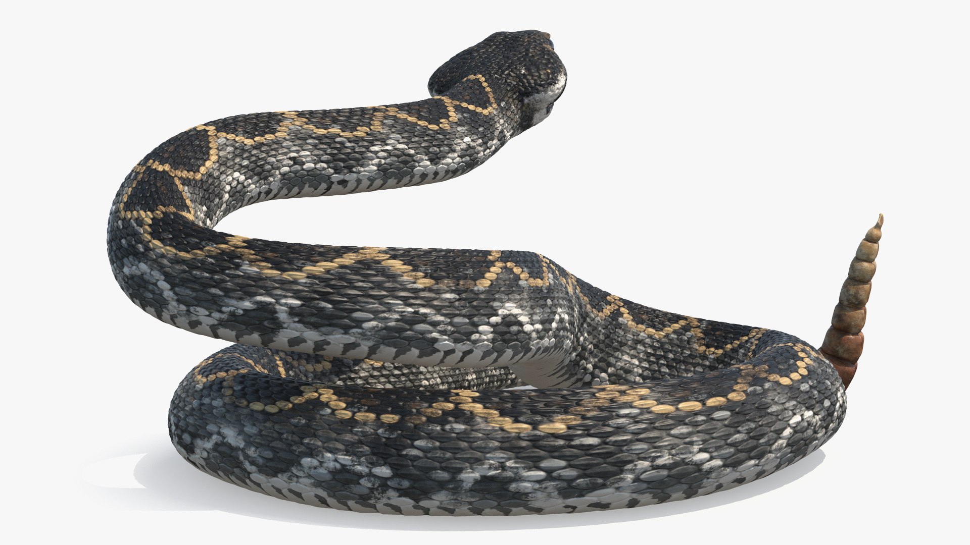 3D Rattlesnake Attack Animated Rigged model https://p.turbosquid.com/ts-thumb/U8/Wk3K5S/gv/rattlesnake_attack_animated_rigged_009/jpg/1761261304/1920x1080/fit_q87/2ce0807a3b7861ca455d8ad62b2c6bfe3d3cc5d3/rattlesnake_attack_animated_rigged_009.jpg