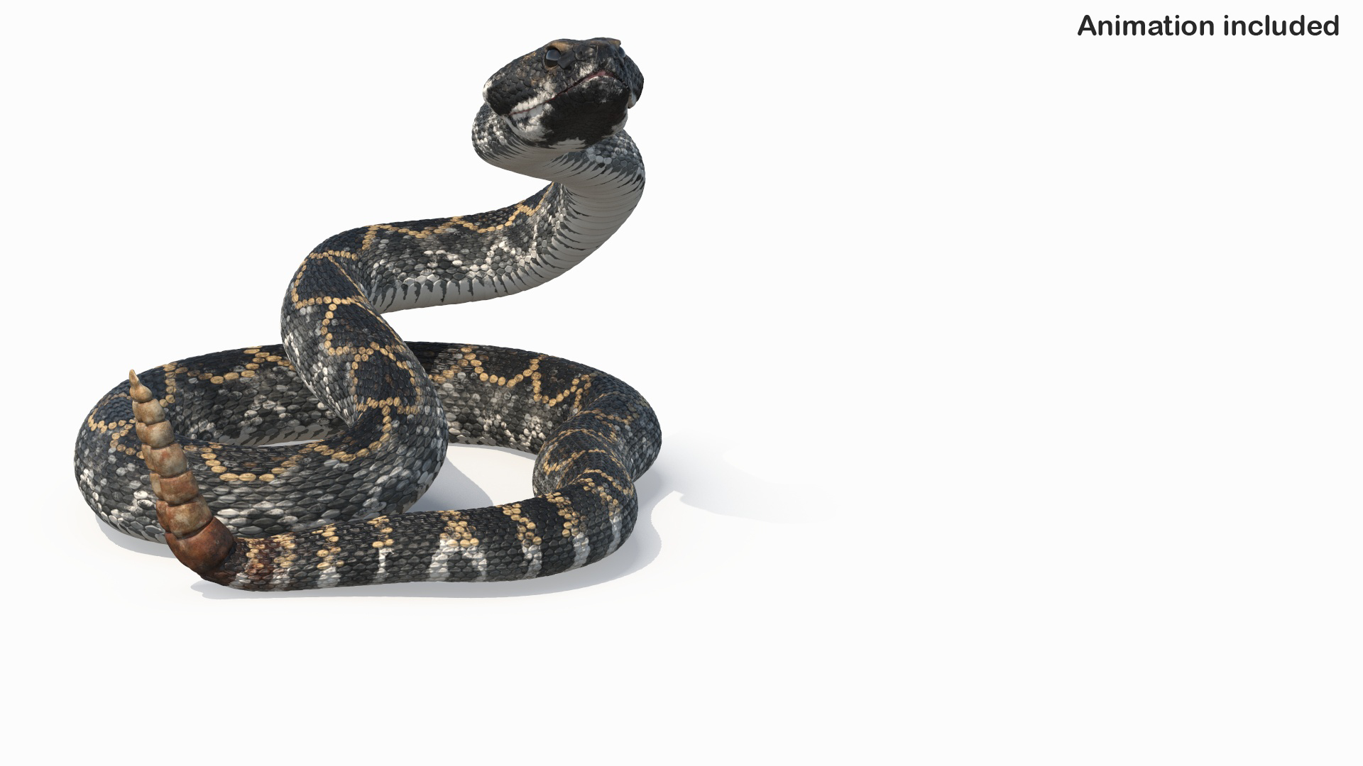3D Rattlesnake Attack Animated Rigged model https://p.turbosquid.com/ts-thumb/U8/Wk3K5S/hc/rattlesnake_attack_animated_rigged_361/jpg/1761261040/1920x1080/turn_fit_q99/10edca45064052fa30d99a20dbf95d3d01a549a2/rattlesnake_attack_animated_rigged_361-1.jpg