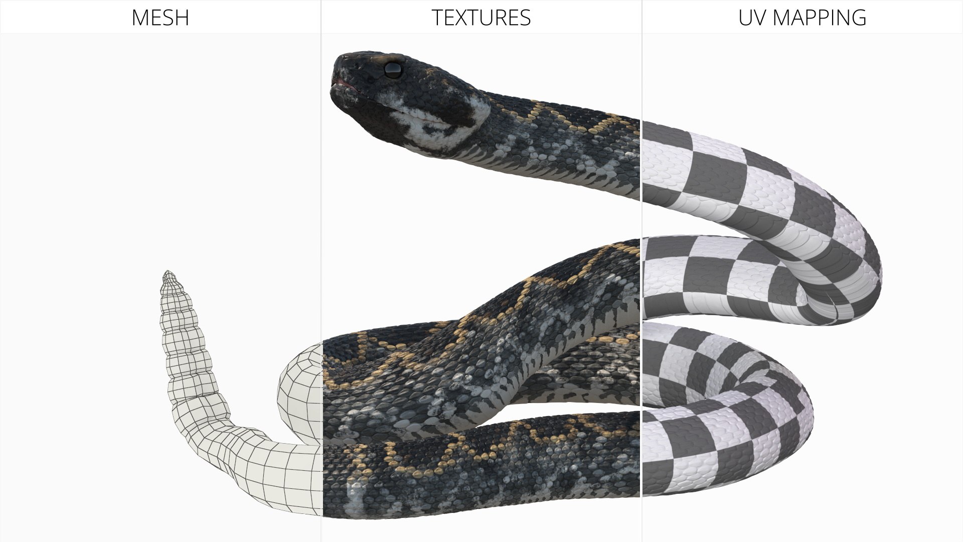 3D Rattlesnake Attack Animated Rigged model https://p.turbosquid.com/ts-thumb/U8/Wk3K5S/jZ/rattlesnake_attack_animated_rigged_012/jpg/1761261314/1920x1080/fit_q87/919a4ea4d5a14f3329cf6248cd0232450d8fd9e3/rattlesnake_attack_animated_rigged_012.jpg