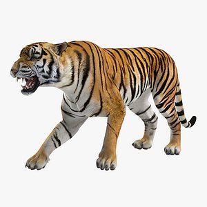 3D model tiger roar