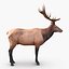 elk rigged animate 3d model