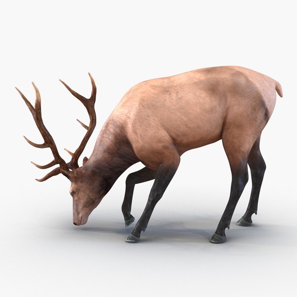 elk rigged animate 3d model