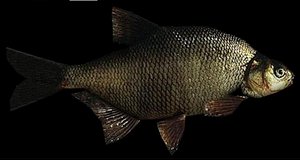 3d bream