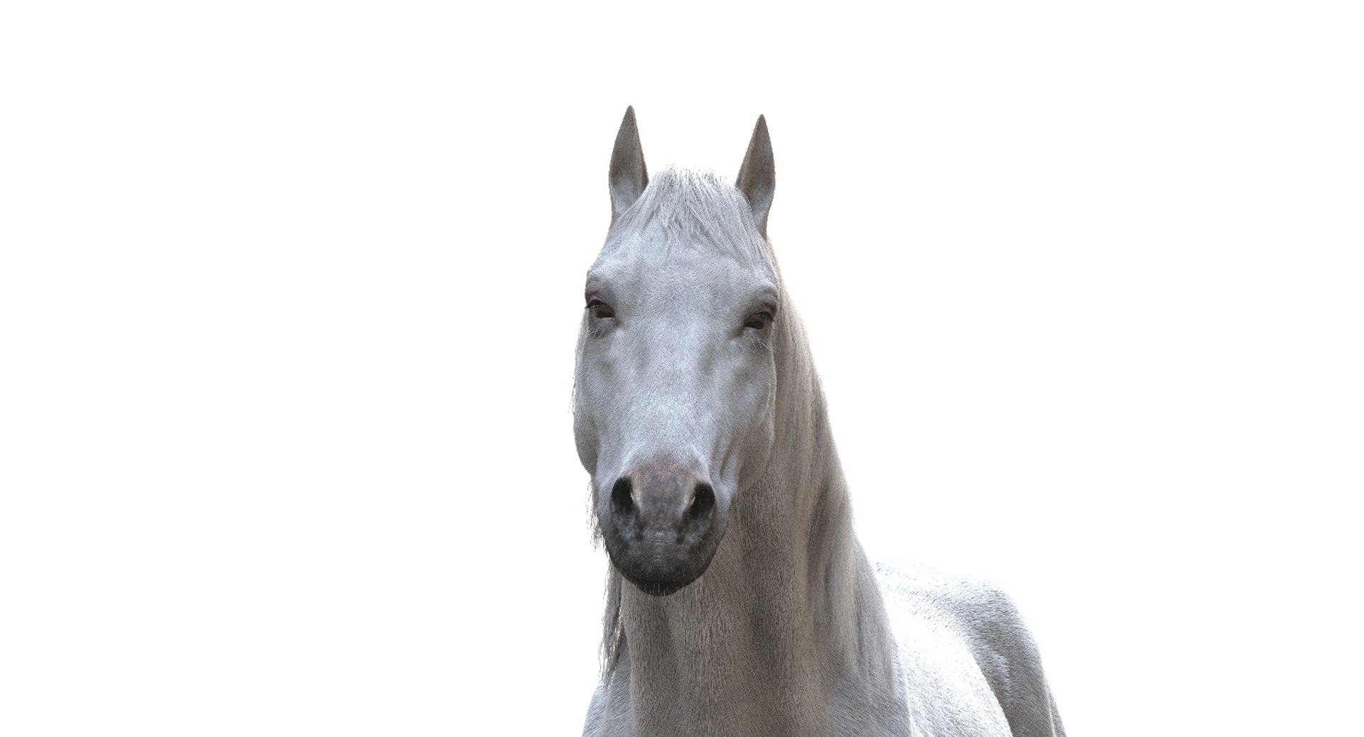 horse rigged 3D model https://p.turbosquid.com/ts-thumb/U8/tDn8B6/5v0tNdcB/05/jpg/1542524486/1920x1080/fit_q87/733144e43e9546756f9ac31855f0e700b63e2004/05.jpg