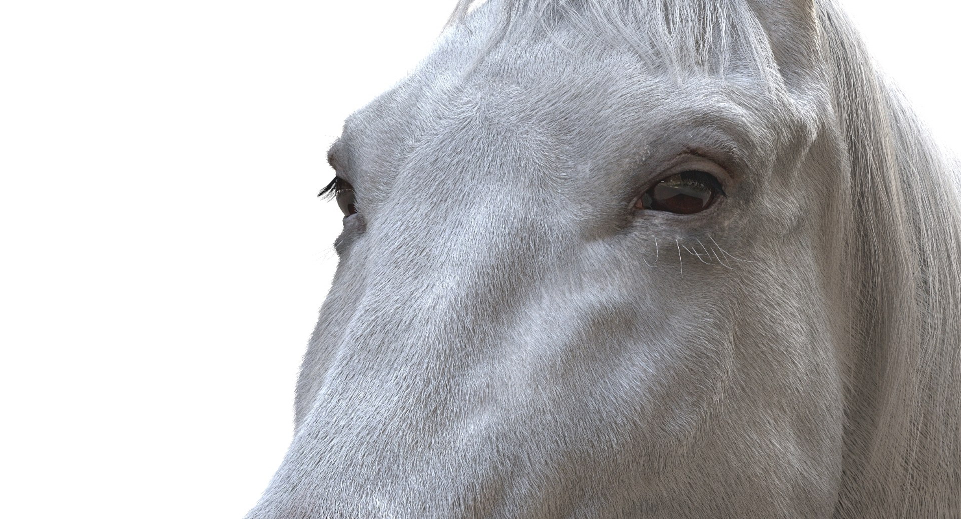 horse rigged 3D model https://p.turbosquid.com/ts-thumb/U8/tDn8B6/HmwcwrF0/15/jpg/1542524487/1920x1080/fit_q87/e44ab8fefb06b5b02c522b6d784045feb64a6ca5/15.jpg