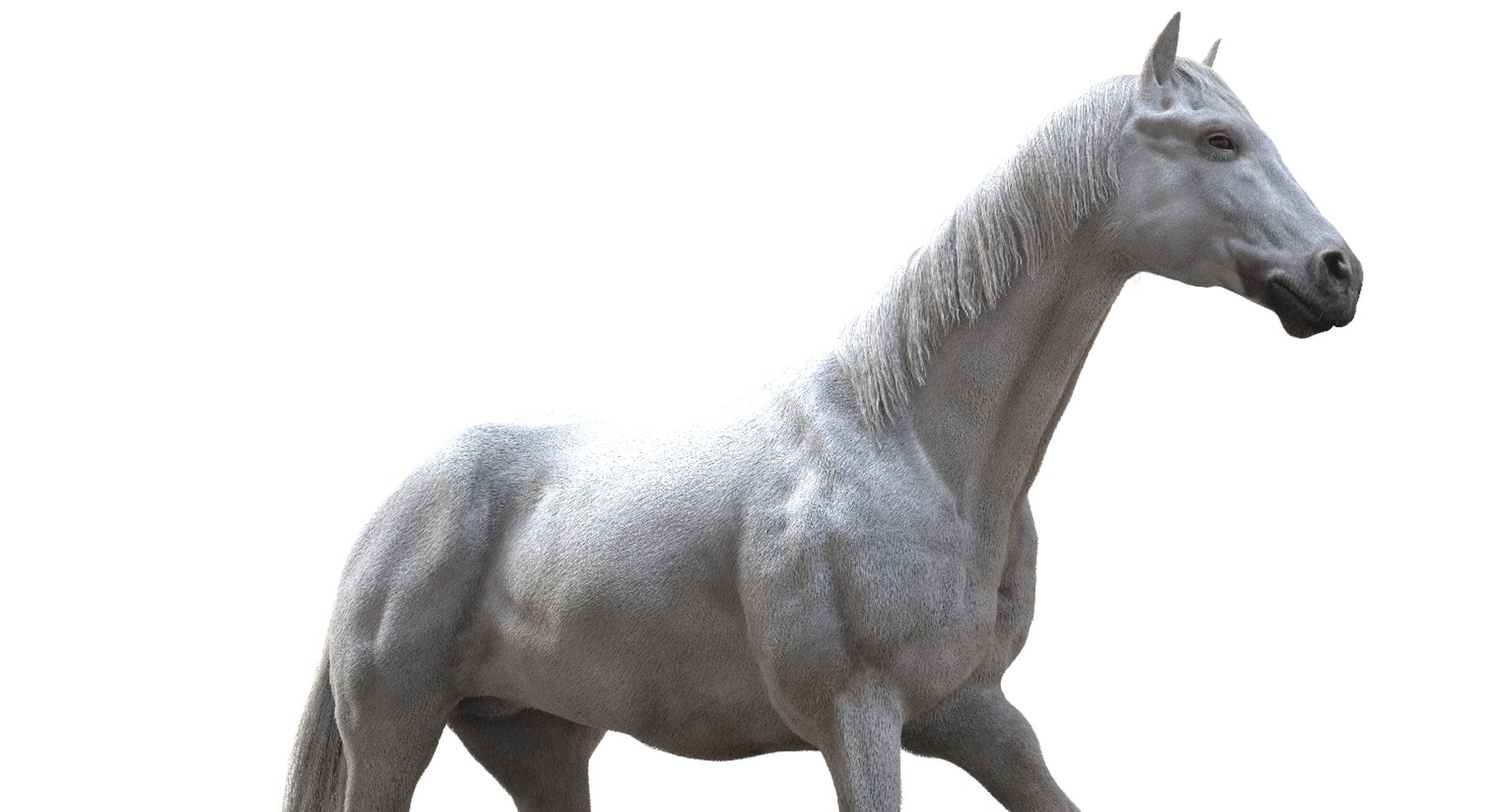 horse rigged 3D model https://p.turbosquid.com/ts-thumb/U8/tDn8B6/J5K5Tvsp/23/jpg/1542524487/1920x1080/fit_q87/67ec081297a84447f22c57d2f55d7cebed655f5b/23.jpg