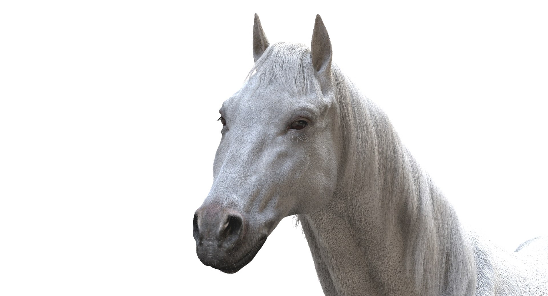 horse rigged 3D model https://p.turbosquid.com/ts-thumb/U8/tDn8B6/J67THXns/04/jpg/1542524486/1920x1080/fit_q87/fabf3a004b925fdbdd181fcd5a3f1348c363bda0/04.jpg