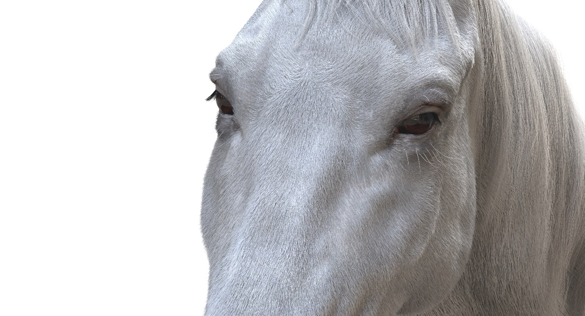 horse rigged 3D model https://p.turbosquid.com/ts-thumb/U8/tDn8B6/JLlsQrhU/21/jpg/1542524487/1920x1080/fit_q87/6c6119e2e6cae176d0e51b19216174cc83475973/21.jpg