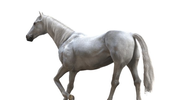 Horse rigged 3D model - TurboSquid 1347328