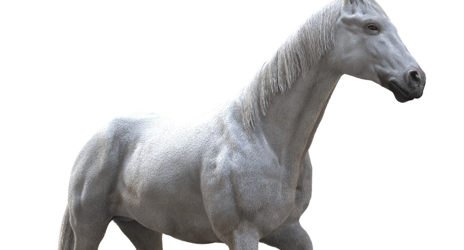 horse rigged 3D model https://p.turbosquid.com/ts-thumb/U8/tDn8B6/Vs1VQ1FE/10/jpg/1542524487/1920x1080/fit_q87/e9b8622074cf0ef3ed3345c86552234544a765b6/10.jpg