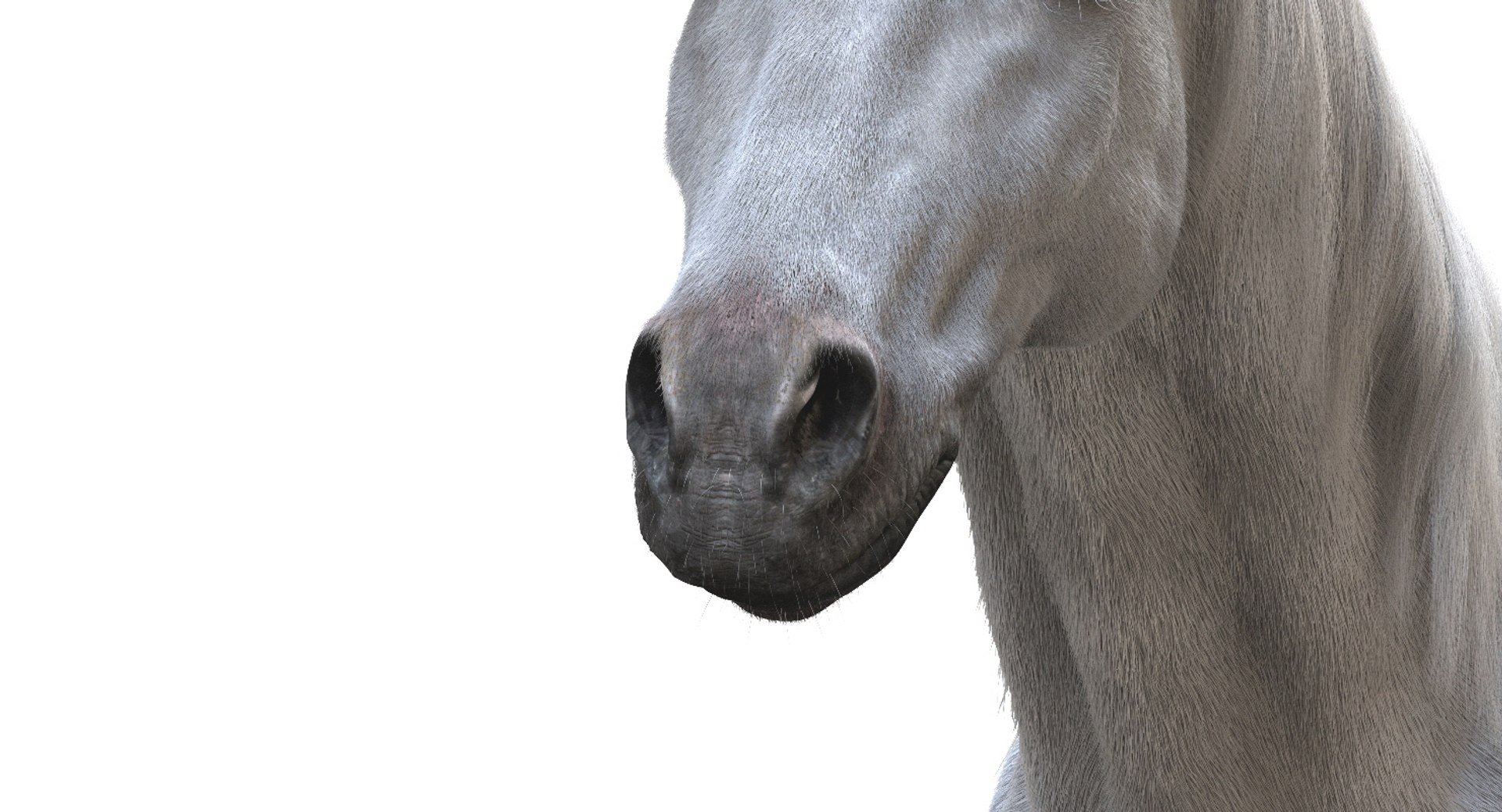horse rigged 3D model https://p.turbosquid.com/ts-thumb/U8/tDn8B6/ak4iO1dZ/19/jpg/1542524487/1920x1080/fit_q87/7e109a01acb2cf6c2ca4729665c880513cfdfbb2/19.jpg