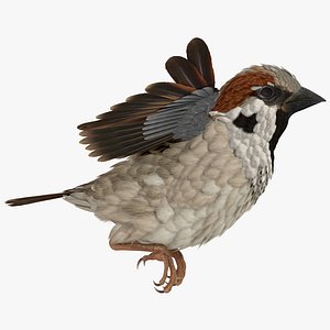 house sparrow rigged model