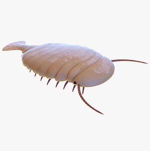 3D Sidneyia Animated