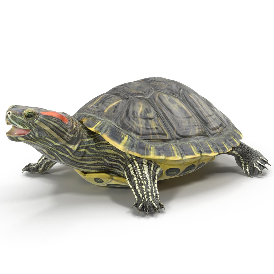 max rigged turtles modeled animate