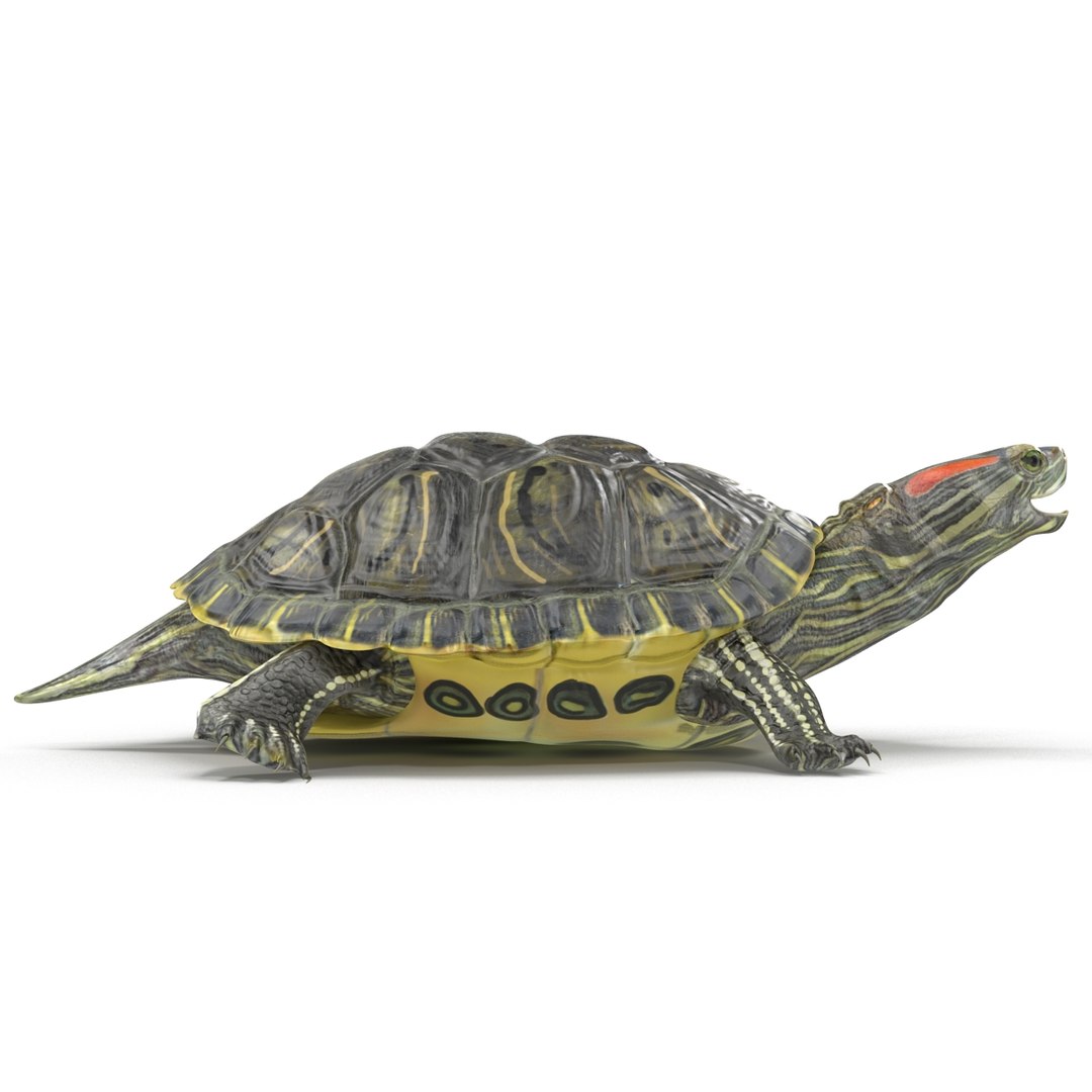 max rigged turtles modeled animate
