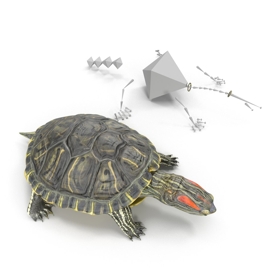 max rigged turtles modeled animate