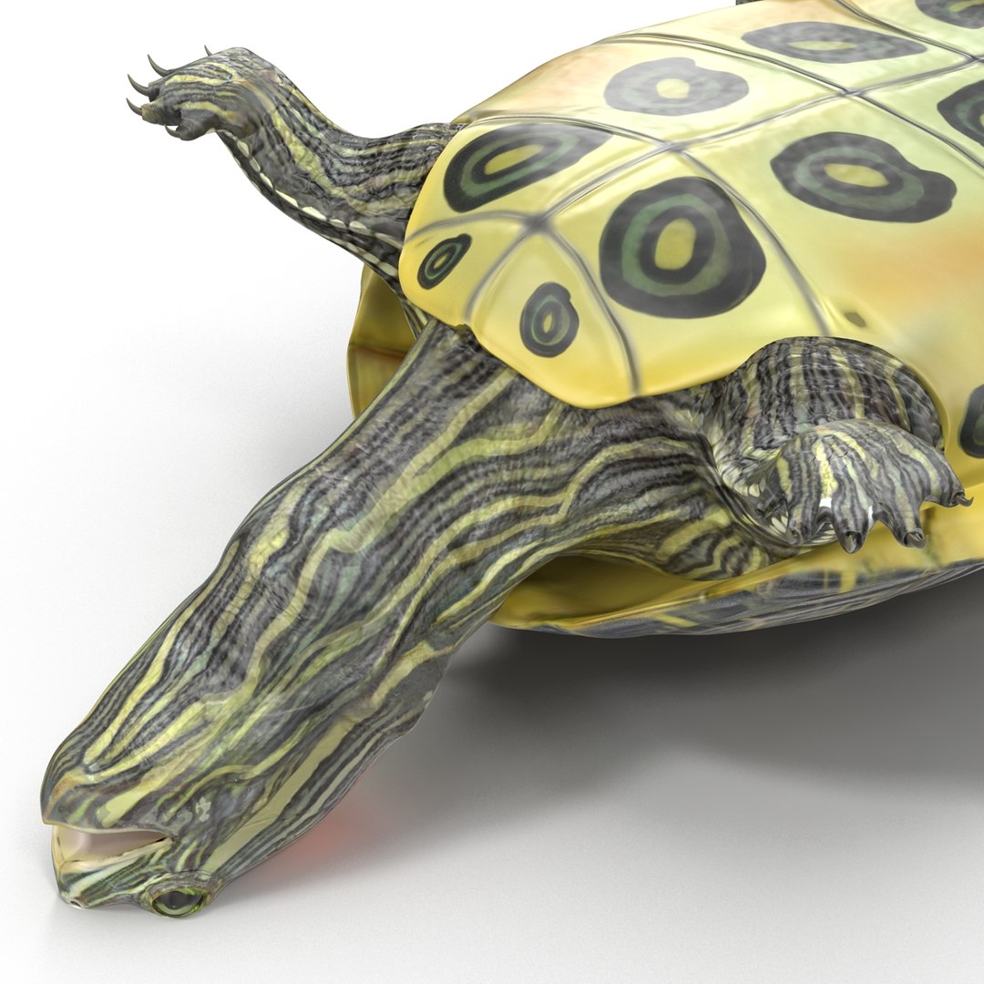 max rigged turtles modeled animate