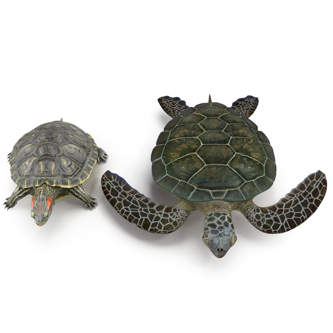 max rigged turtles modeled animate