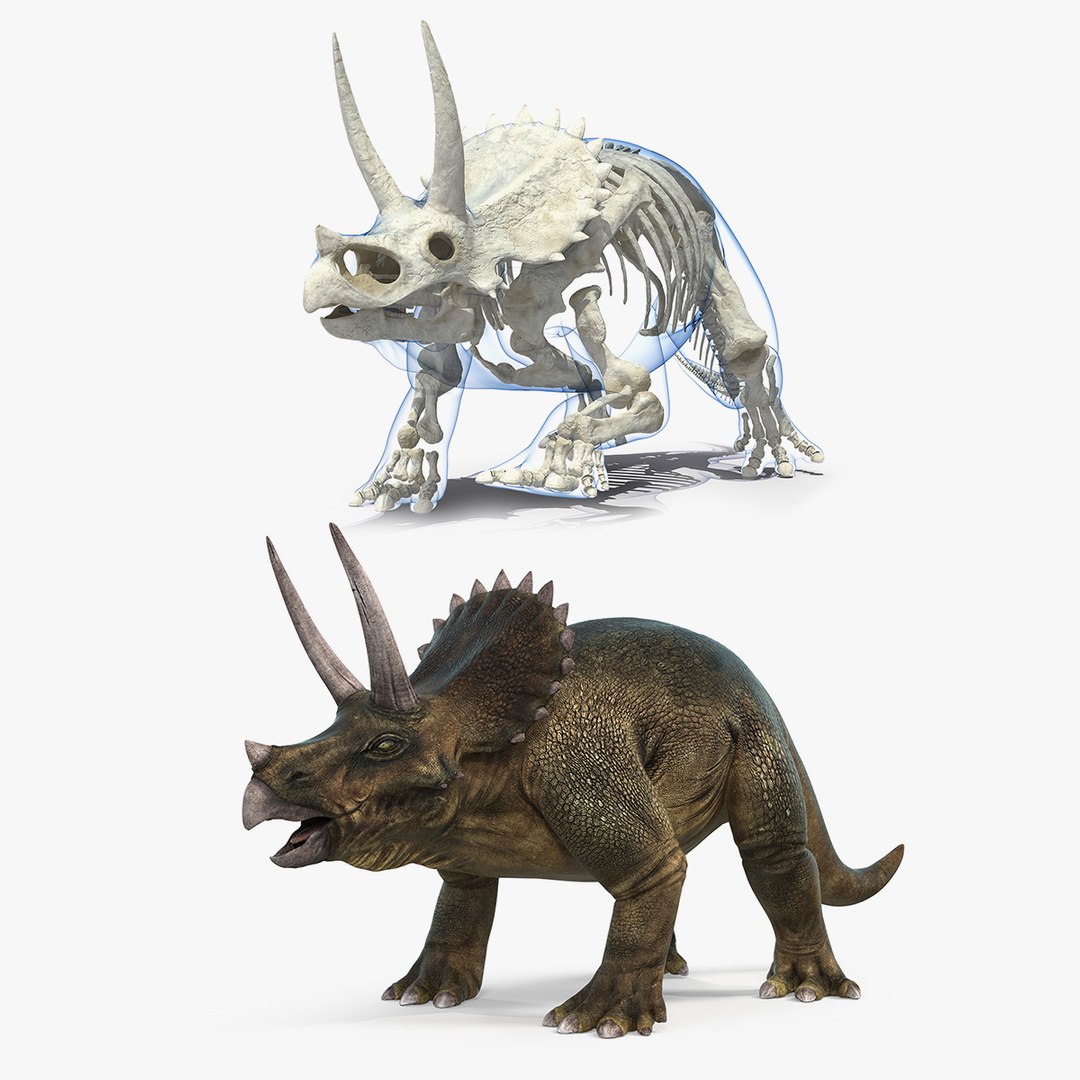 Triceratops with Skeleton Fossil Collection 3D model preview