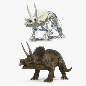 3D triceratops skeleton fossil