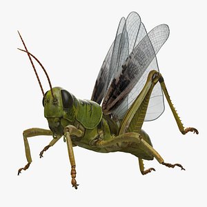 grasshopper rigged 3D model