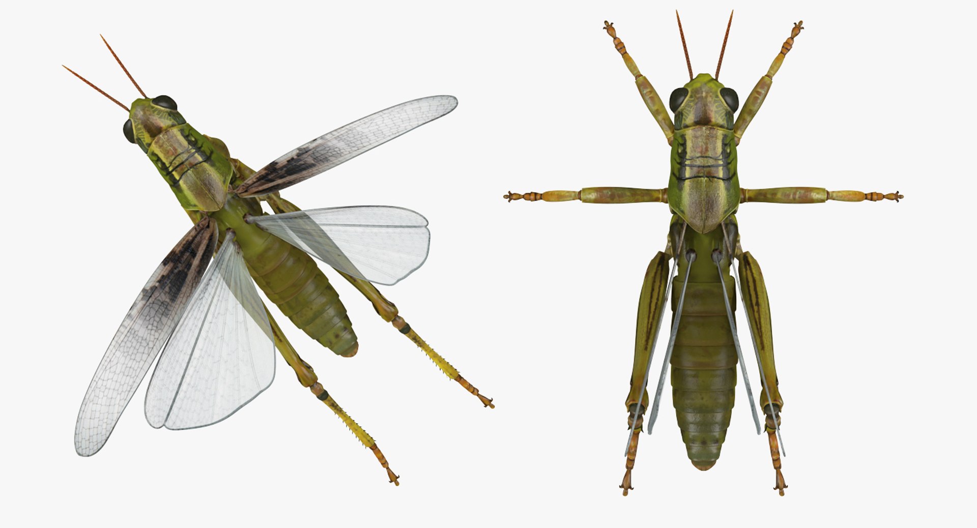 Grasshopper Rigged 3D Model - TurboSquid 1237554