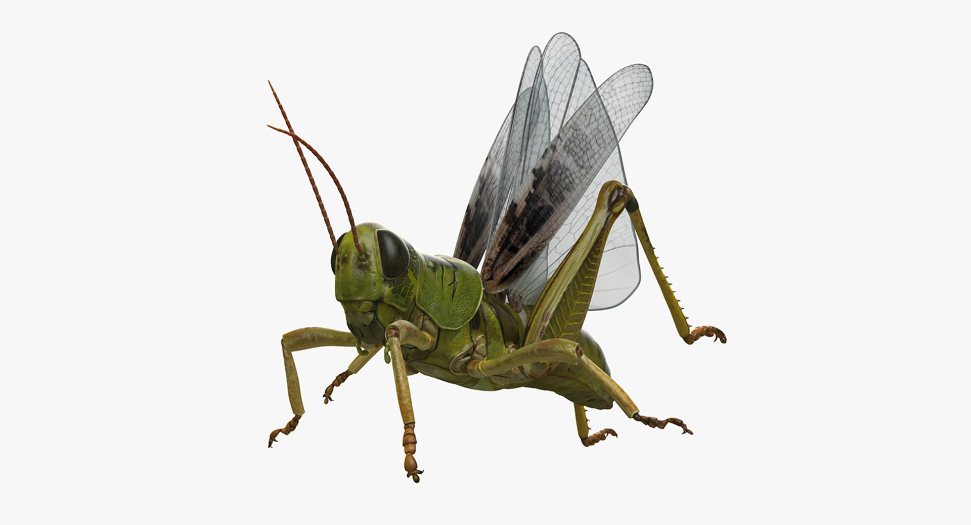 Grasshopper Rigged 3D model preview