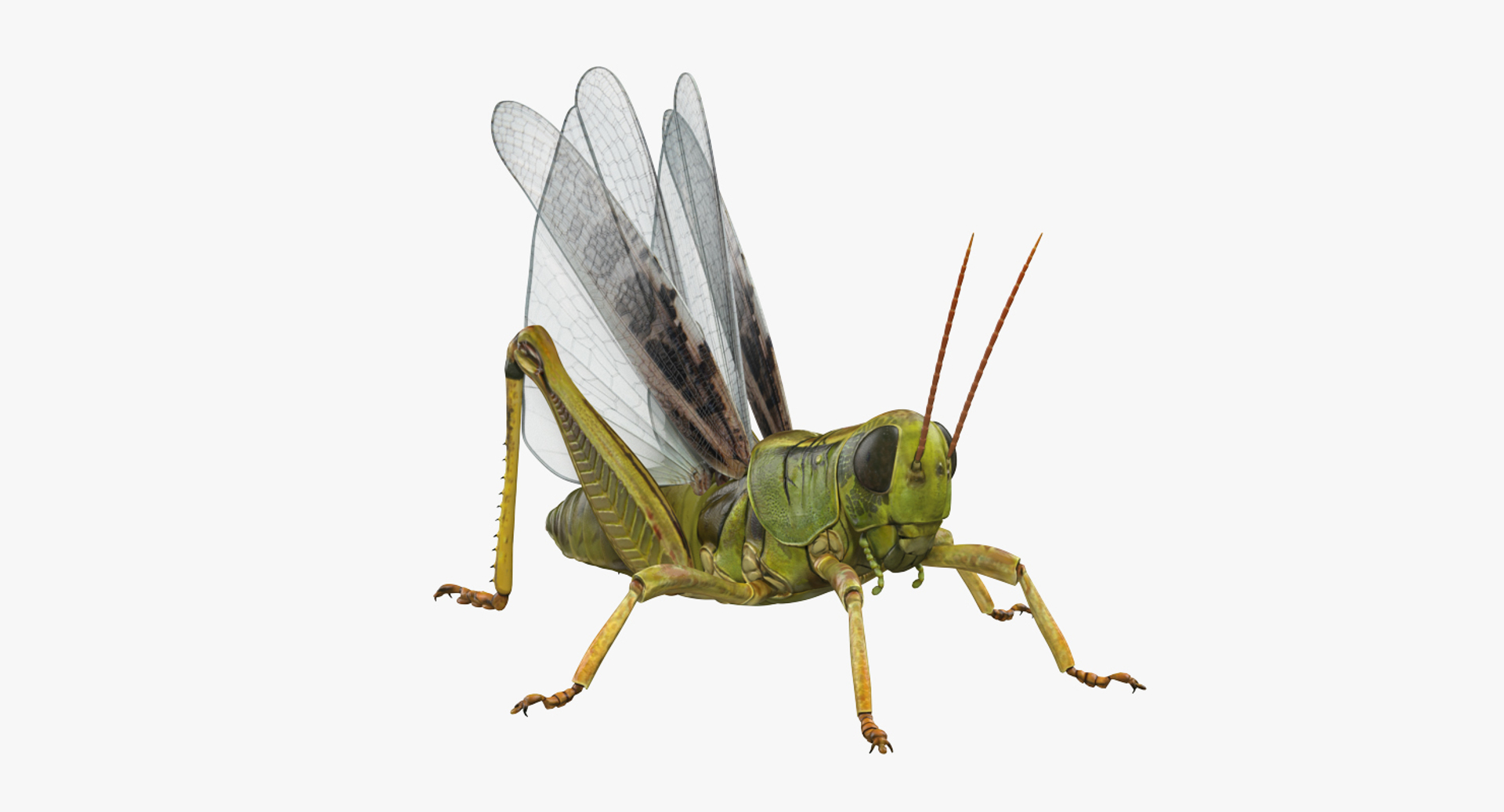 Grasshopper Rigged 3D Model - TurboSquid 1237554