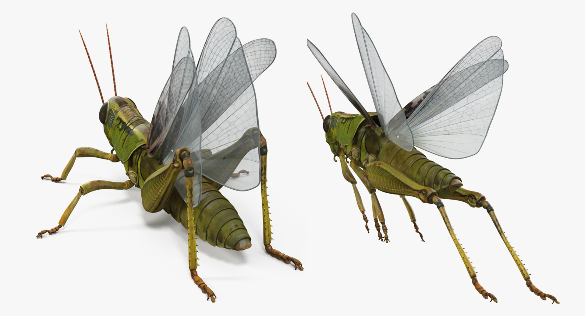 Grasshopper Rigged 3D Model - TurboSquid 1237554