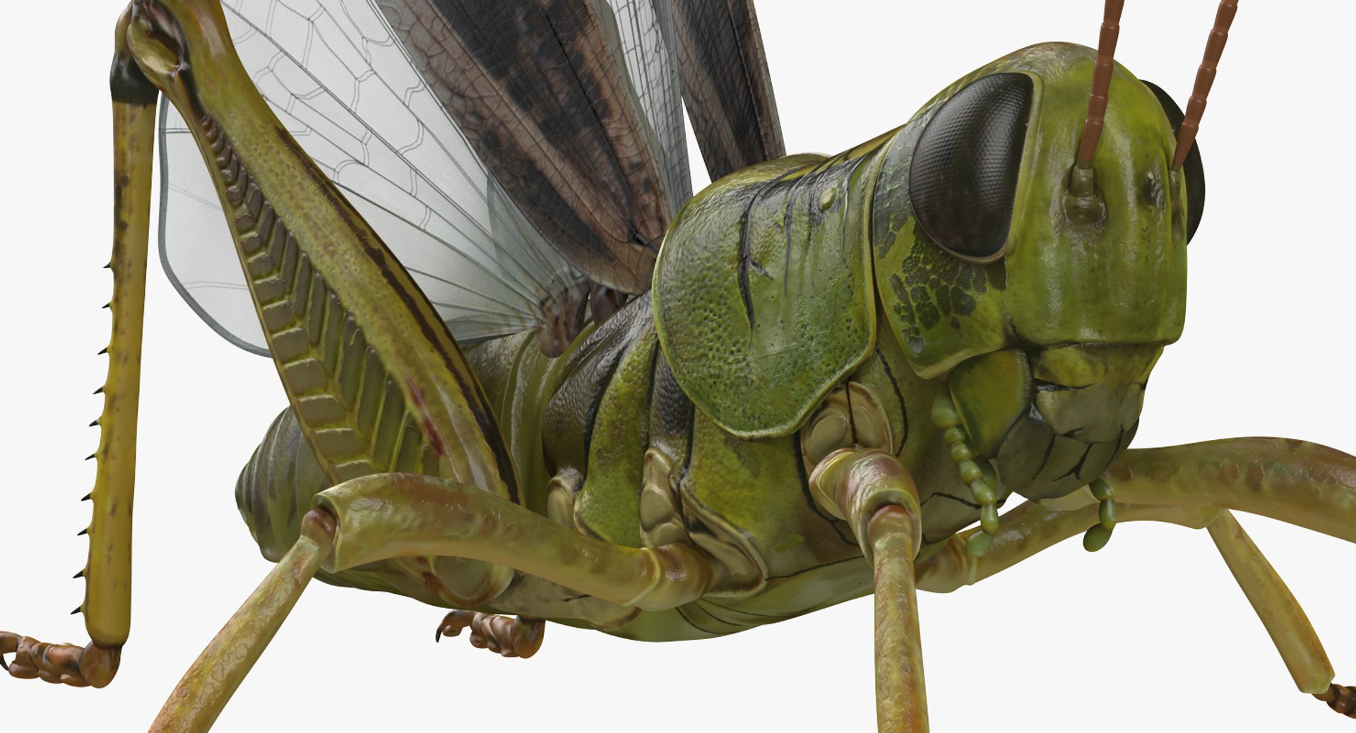 Grasshopper Rigged 3D Model - TurboSquid 1237554