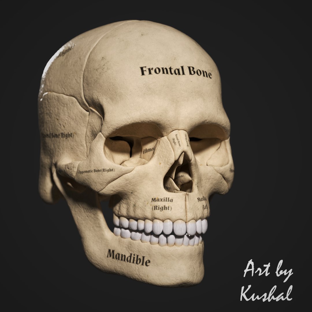 Human Skull 3D model https://p.turbosquid.com/ts-thumb/U9/KF0qwu/6g/9/png/1650620898/1920x1080/fit_q87/8480f821427e0251b55ee61243a4037ca4ae9ab6/9.jpg