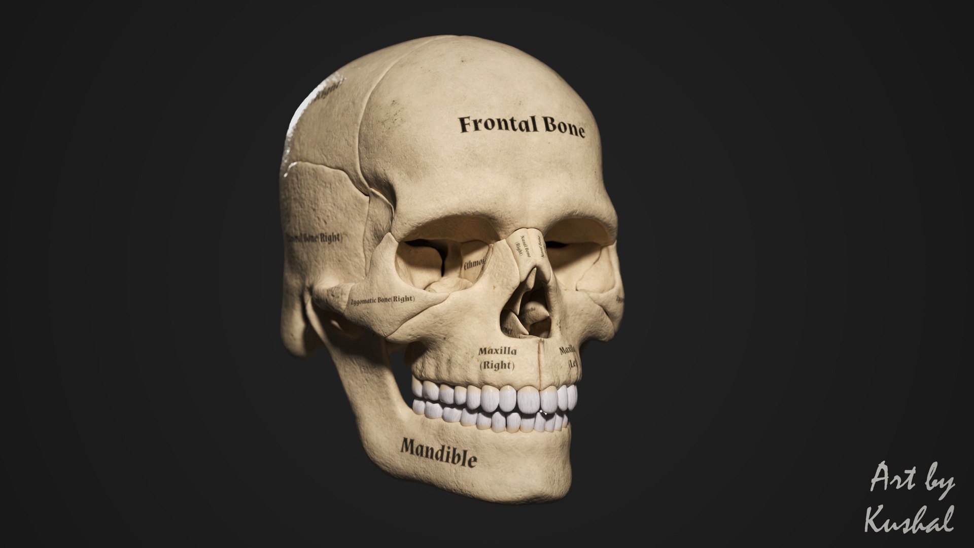 Human Skull 3D model https://p.turbosquid.com/ts-thumb/U9/KF0qwu/Ca/humanskeletonmale3dmodellowpolyobjfbxmaztlpdftbscene3/jpg/1650620891/1920x1080/fit_q87/0c2a78562cc33a1d5e251294395dd7a547d261ac/humanskeletonmale3dmodellowpolyobjfbxmaztlpdftbscene3.jpg