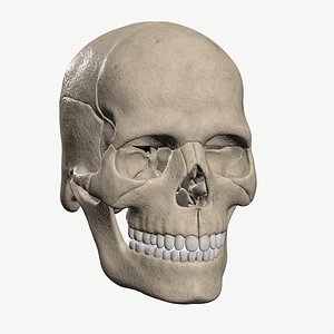 Human Skull 3D model