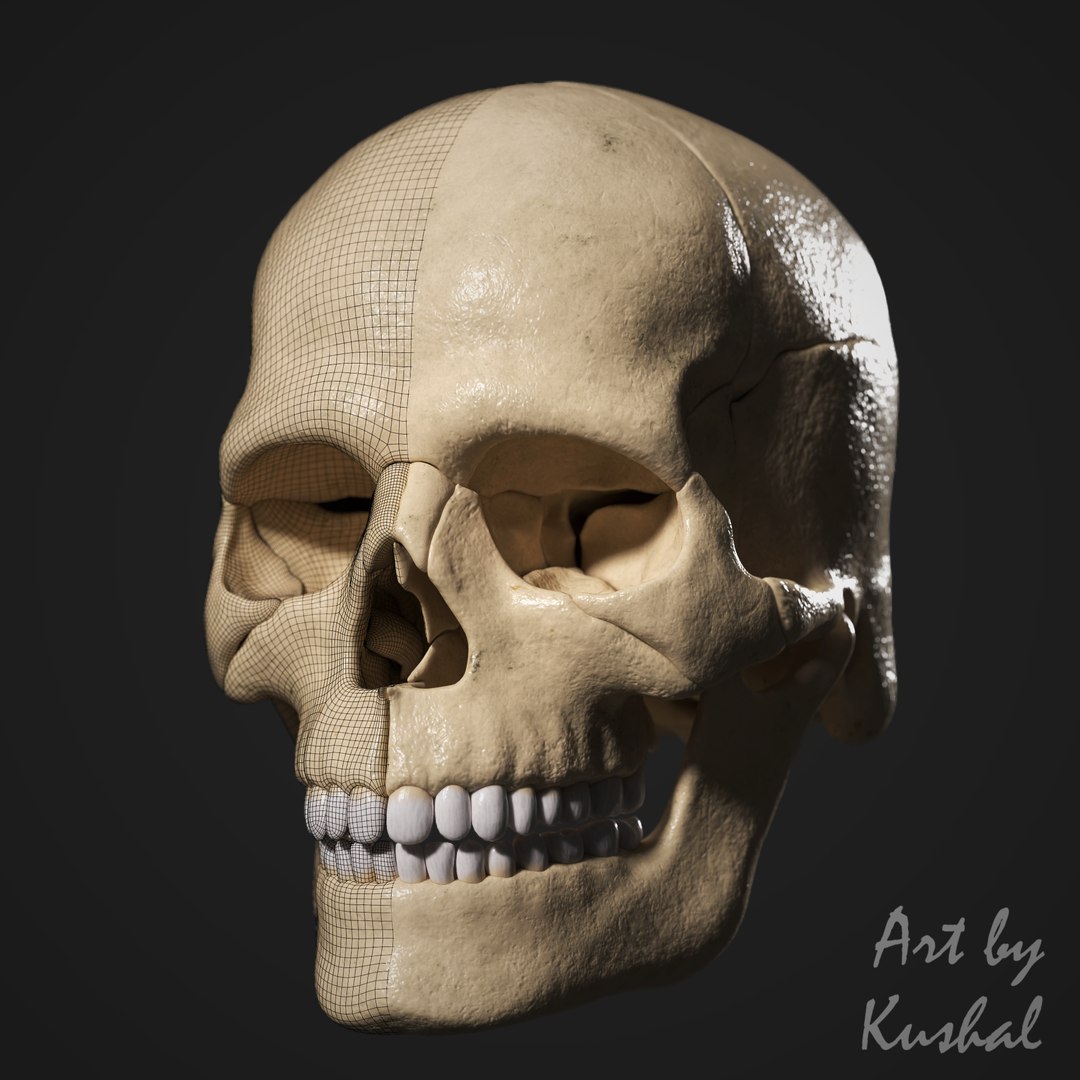 Human Skull 3D model https://p.turbosquid.com/ts-thumb/U9/KF0qwu/Y7/5/png/1650620901/1920x1080/fit_q87/13e0fdc4503392ccdcbffcdc9fe87cc873f110c5/5.jpg