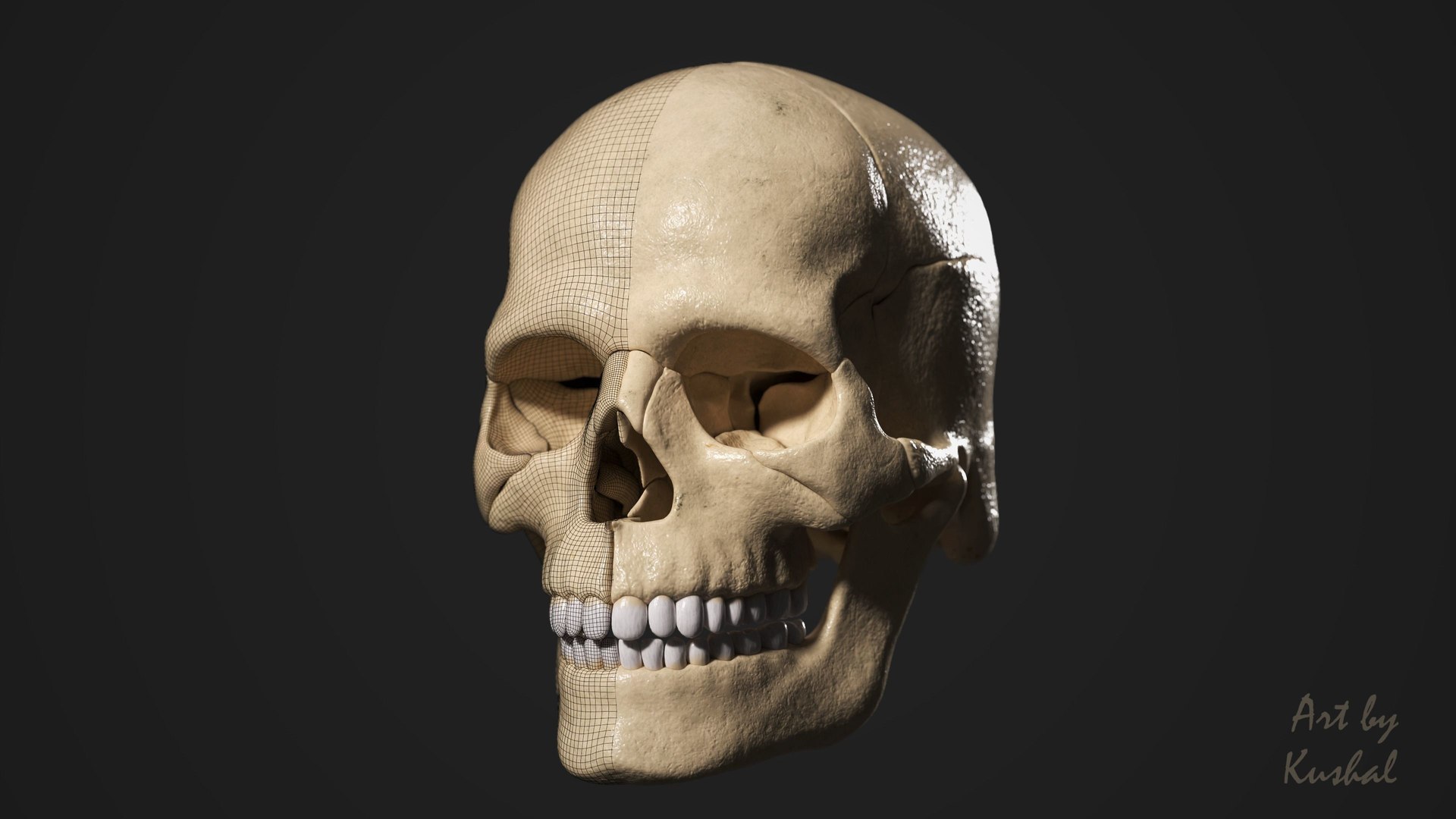 Human Skull 3D model https://p.turbosquid.com/ts-thumb/U9/KF0qwu/hU/humanskeletonmale3dmodellowpolyobjfbxmaztlpdftbscene11/jpg/1650620898/1920x1080/fit_q87/3cd4915c16a2984da99d4555156f61b715fc6ff6/humanskeletonmale3dmodellowpolyobjfbxmaztlpdftbscene11.jpg