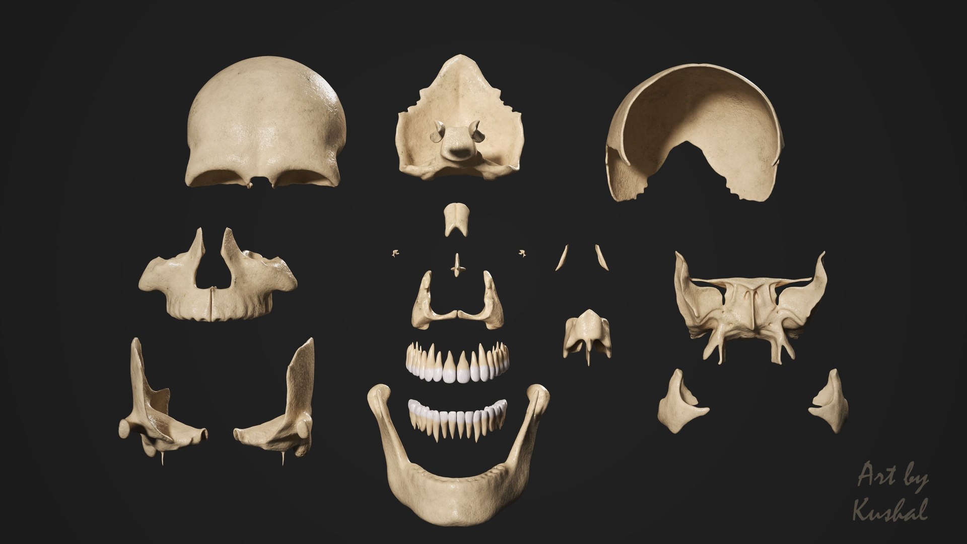 Human Skull 3D Model - TurboSquid 1887082